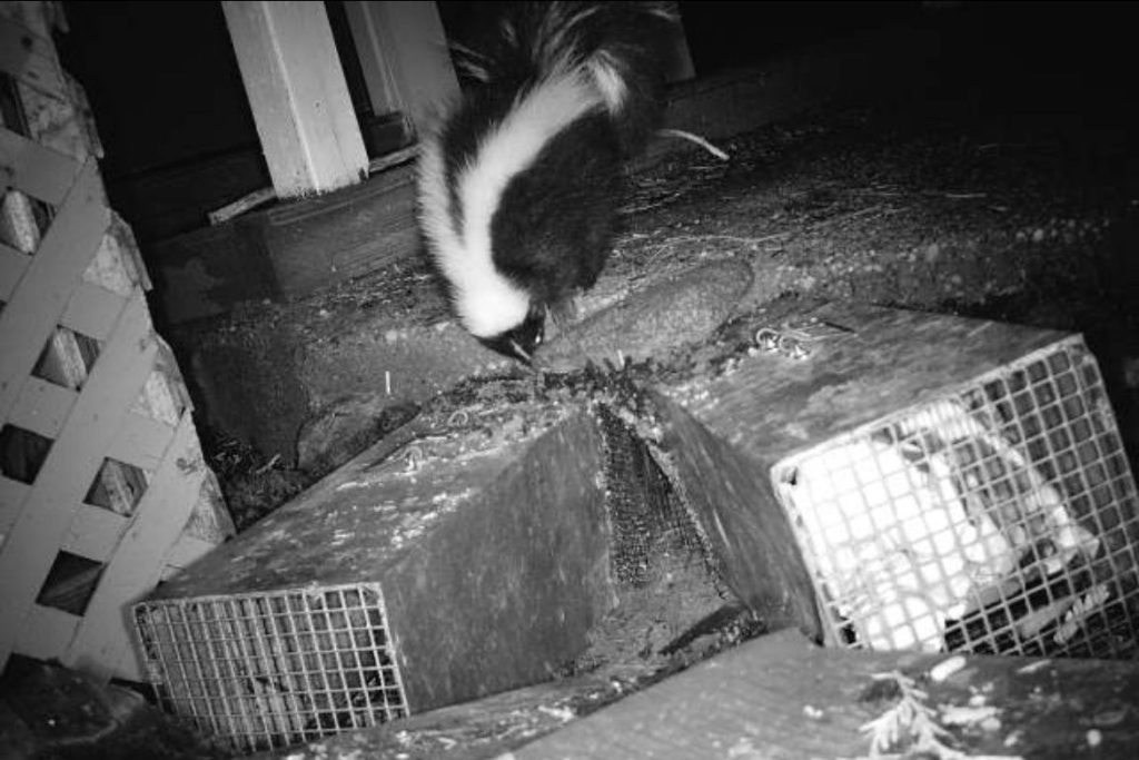 Stories Behind Success: Gold Country Wildlife Control