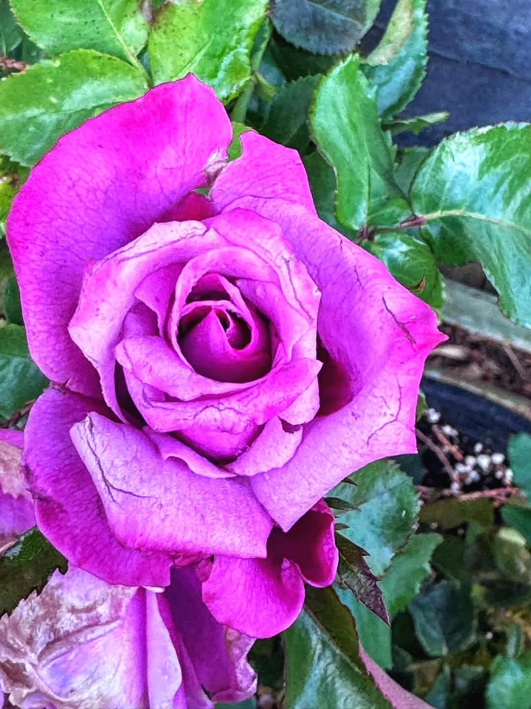 purple rose