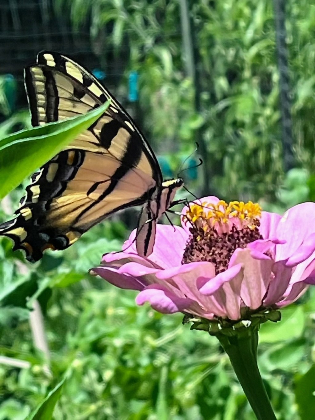 Stories Behind Success: Sweetland Garden Mercantile