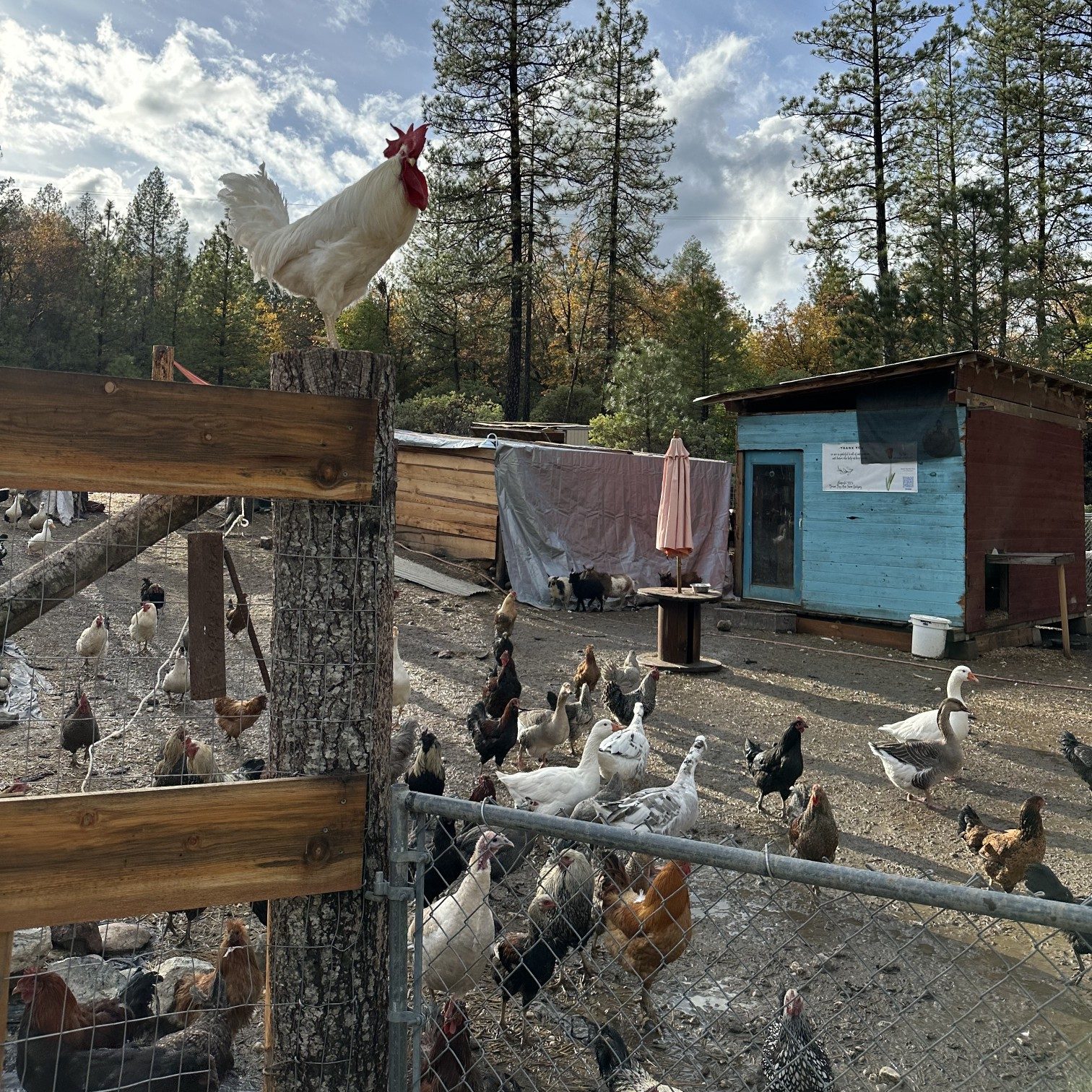 rooster at the farm