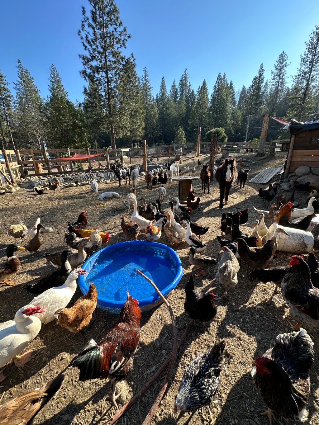 Stories Behind Success:
Dream Big Mini Farm Sanctuary