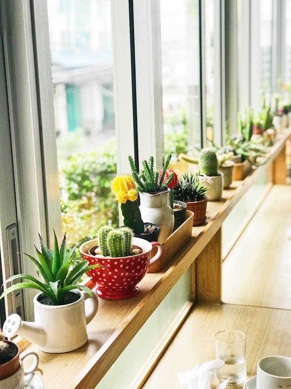 No Yard? No Problem: Crafting an Indoor Garden&nbsp;Oasis