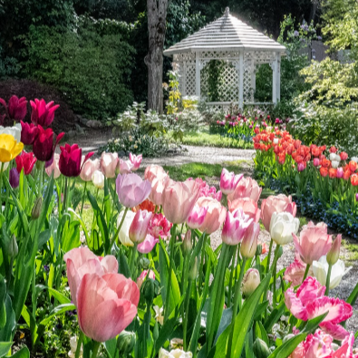 springtime at ananda