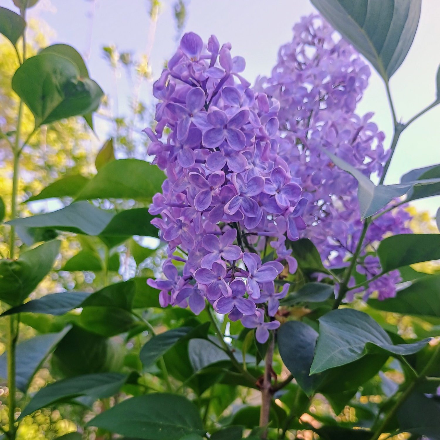 lilac bush