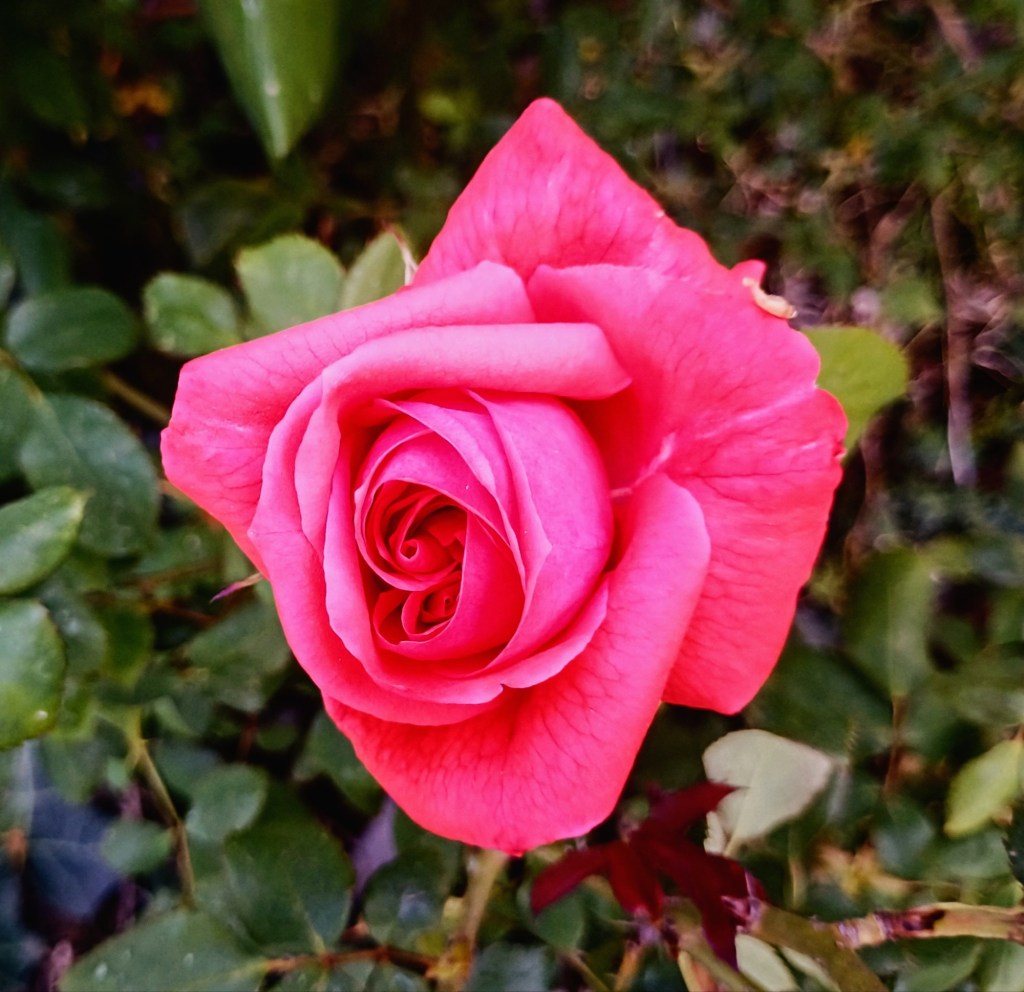 pink rose