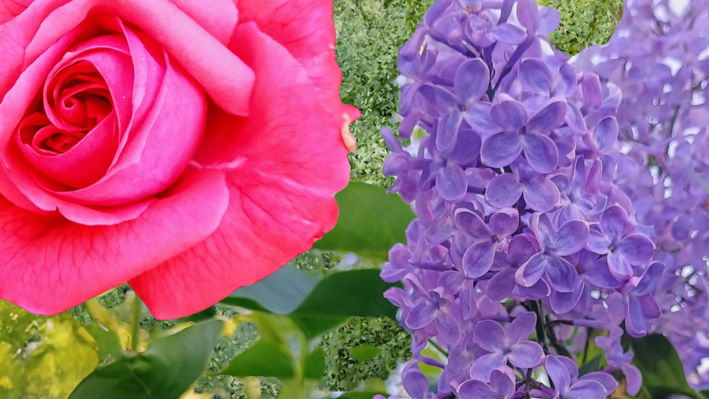 Nevada County in Bloom: Gardening Tips For Roses, Lilacs, Wisteria +&nbsp;More