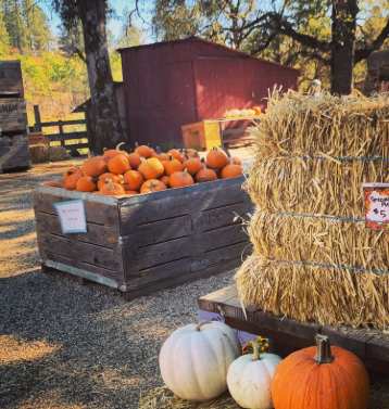 Nevada County Fall Bucket List: Pumpkins, Colors, Coffee & Cozy&nbsp;Vibes