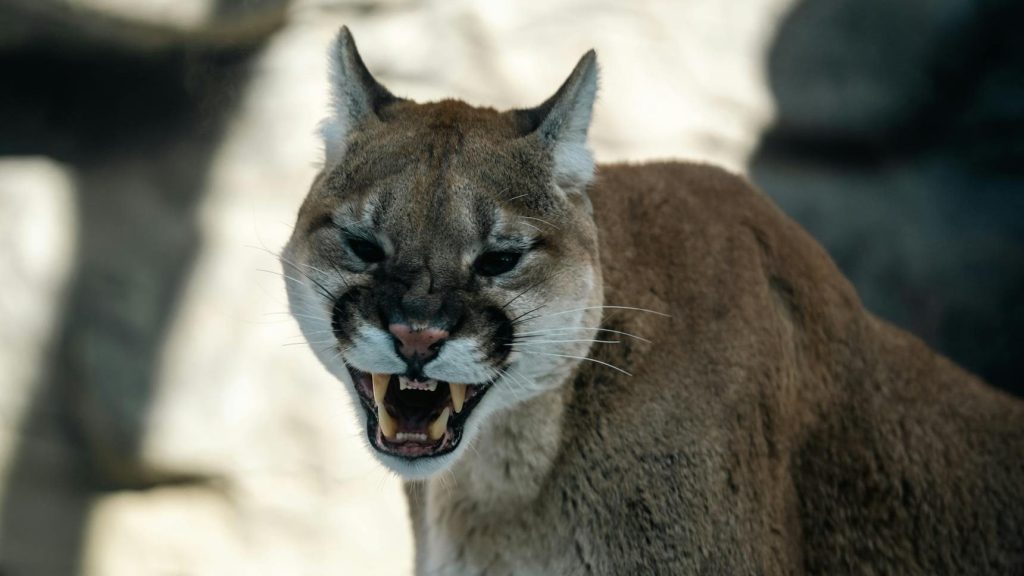 Mountain Lion Safety in Nevada County: What You Need to&nbsp;Know